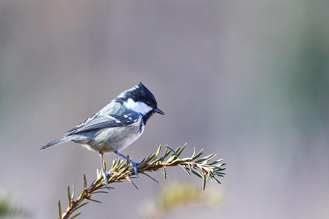 Free Bird Twig photo and picture