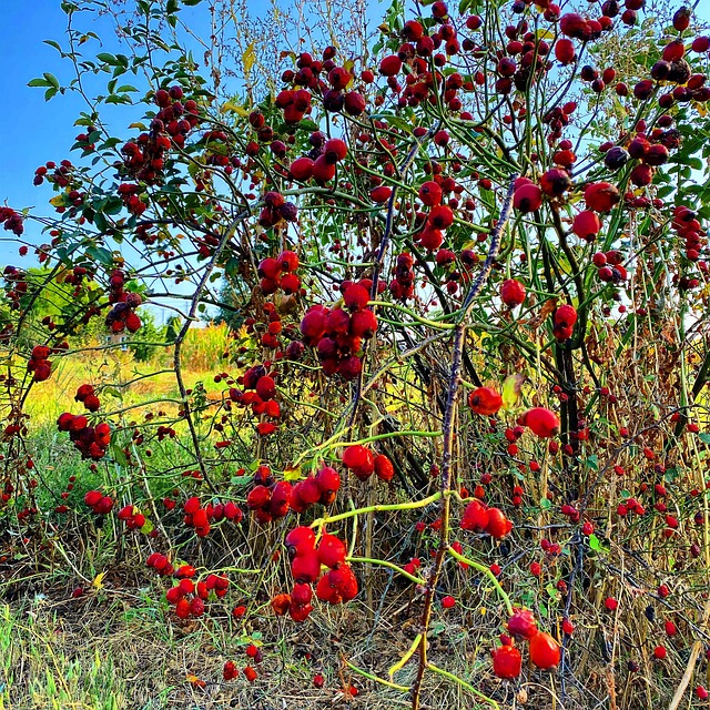  Pixabay Pixabay