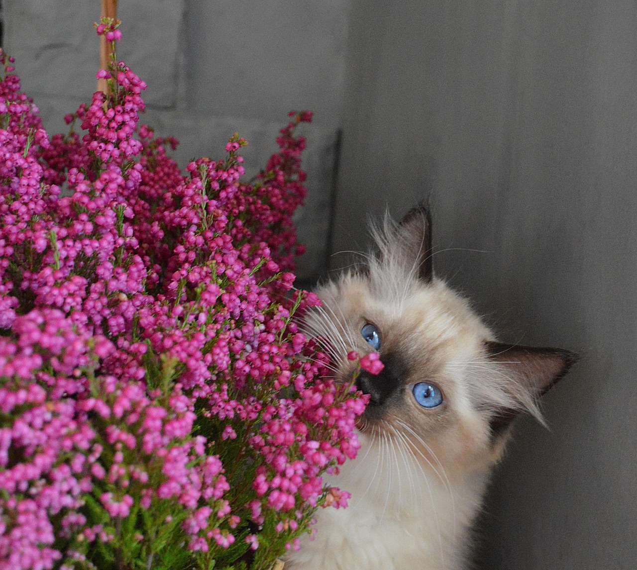 Free Ragdoll Cat photo and picture