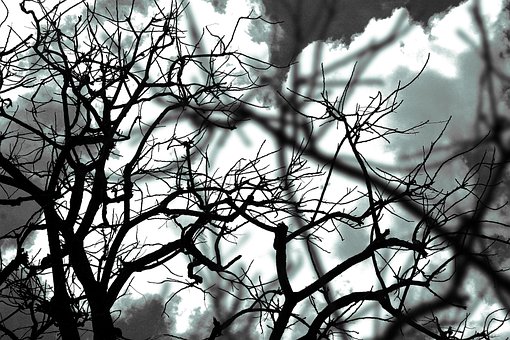 Twigs, Sky, Nature, Tree, ท้องฟ้า