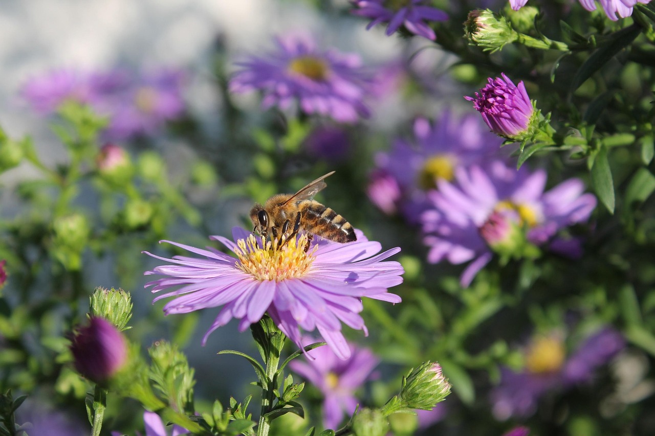 Bee Insect American Asters Free photo on Pixabay
