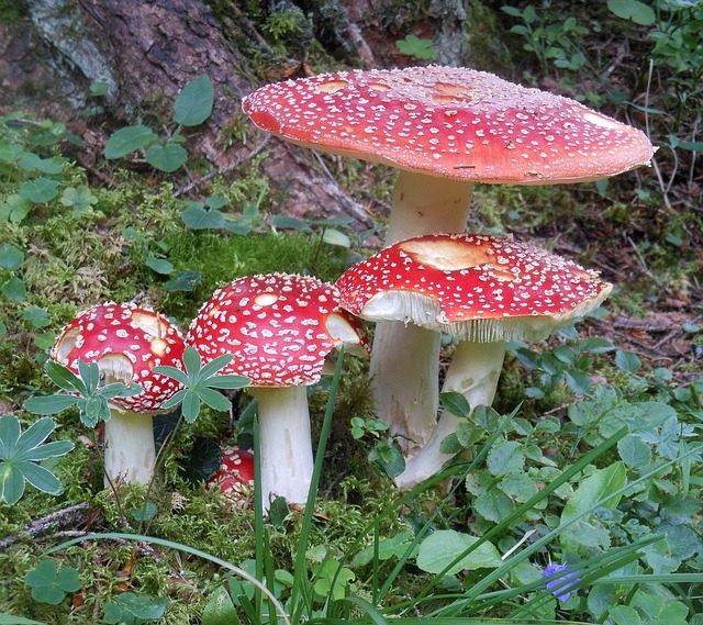 Free Toadstool Toxic Forest photo and picture