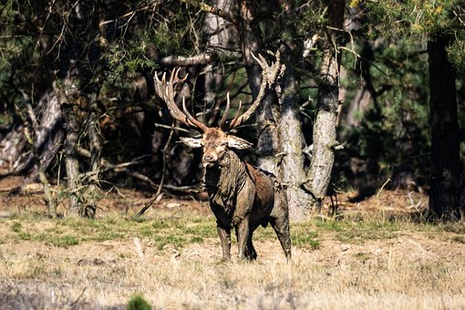 Free Hirsch Red Deer photo and picture