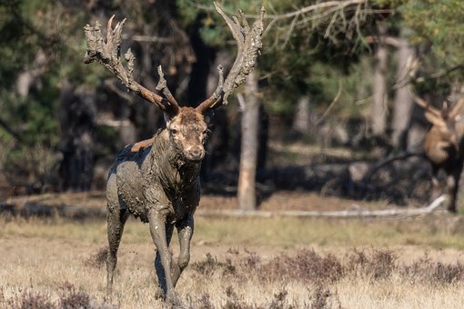 Free Red Deer Deer photo and picture