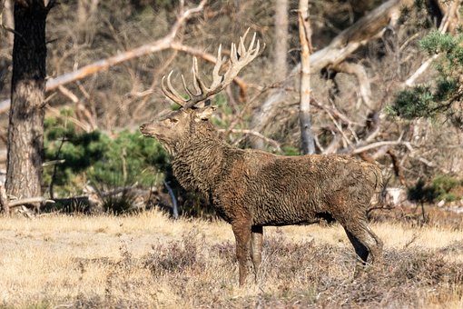 Free Red Deer Wild photo and picture