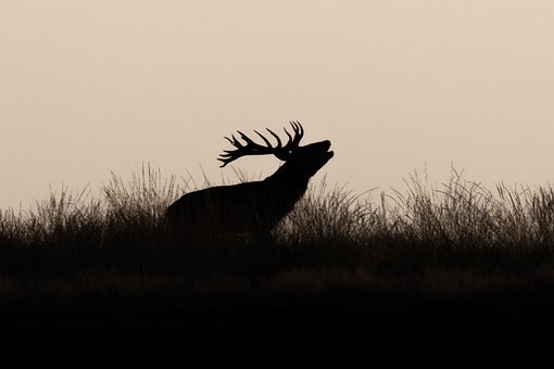 Free Red Deer Antlers photo and picture