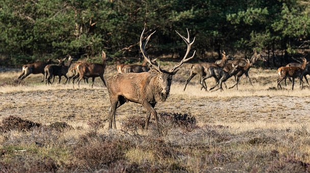 Free Red Deer Deer photo and picture