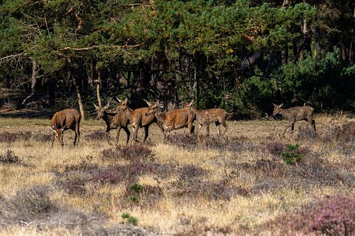 Free Red Deers Herd photo and picture