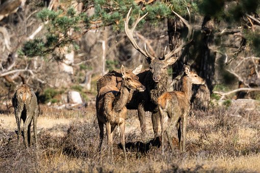 Free Red Deers Herd photo and picture