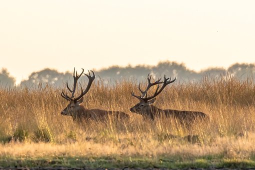 Free Red Deer Deer photo and picture