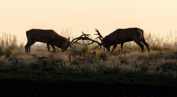 Free Red Deer Antlers photo and picture