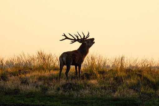 Free Red Deer Deer photo and picture