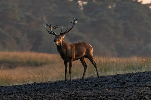 Free Red Deer Deer photo and picture