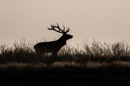 Free Silhouette Red Deer photo and picture