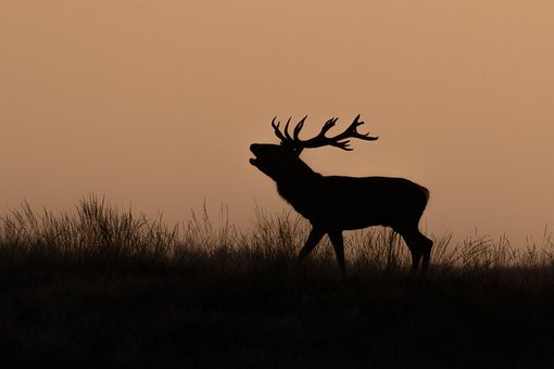 Free Silhouette Red Deer photo and picture