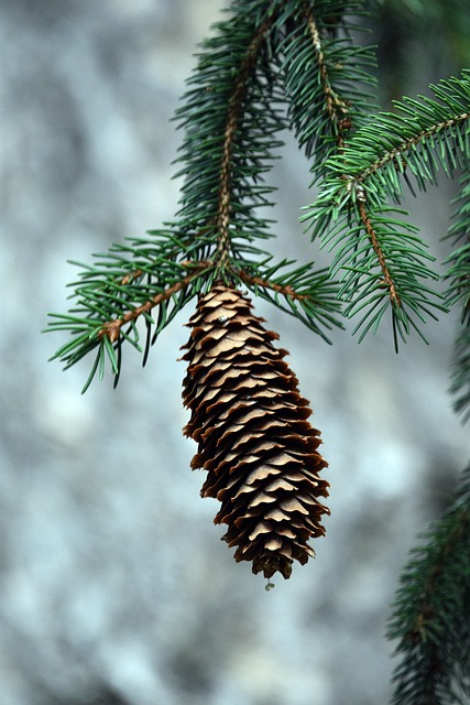 Free Spruce Cone Pine Cone photo and picture