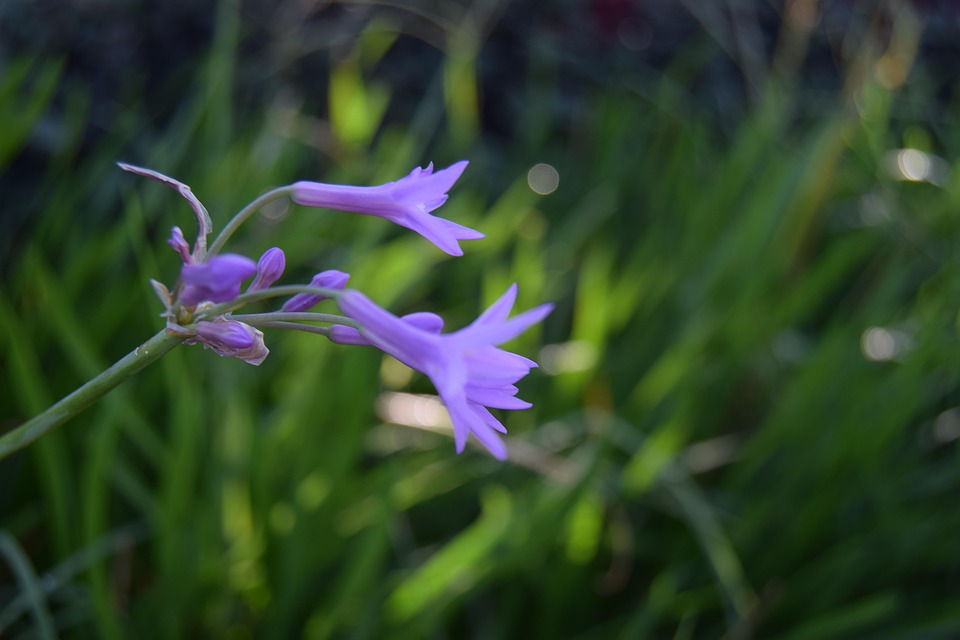Flowers Purple Bloom Free photo on Pixabay Pixabay