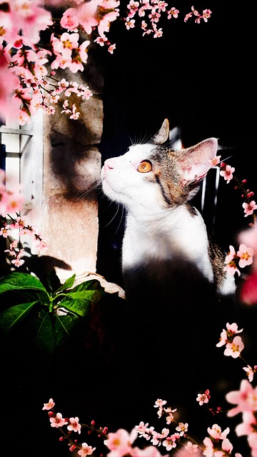 Free Cats Felines photo and picture