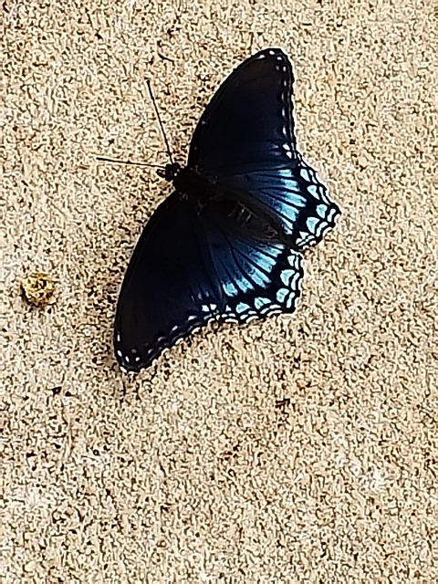 Borboleta, Areia, Praia, Natureza, Asas