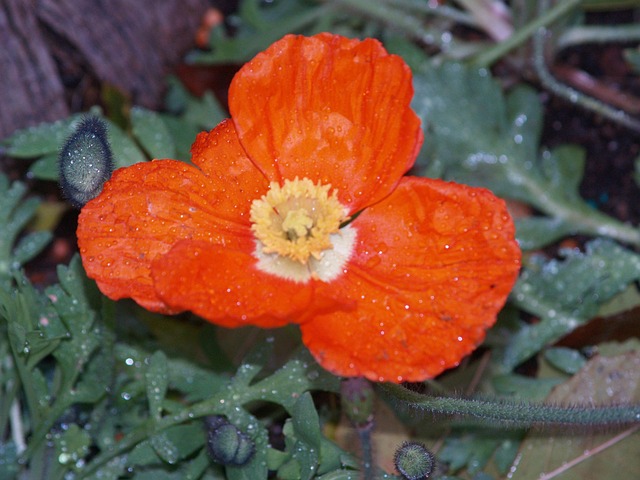 Natureza, Flores, Verão, Florescer