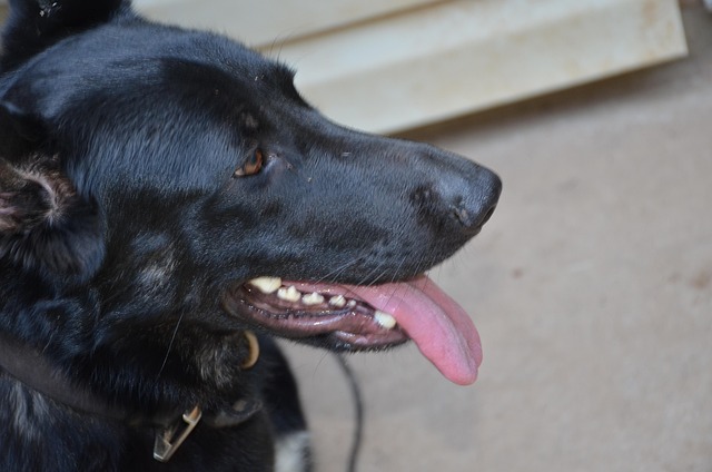 Animal, Filhote De Cachorro