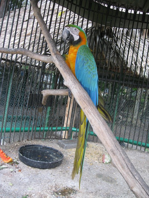 Jardim Zoológico, Camaguey, Cassino