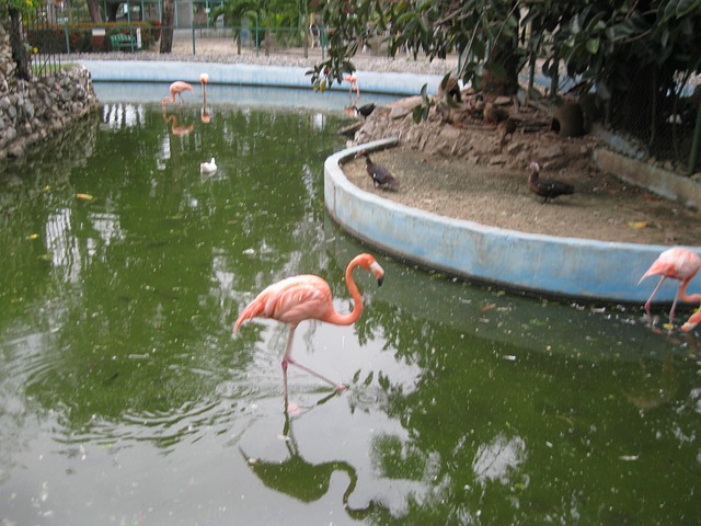 Jardim Zoológico, Camaguey, Cassino