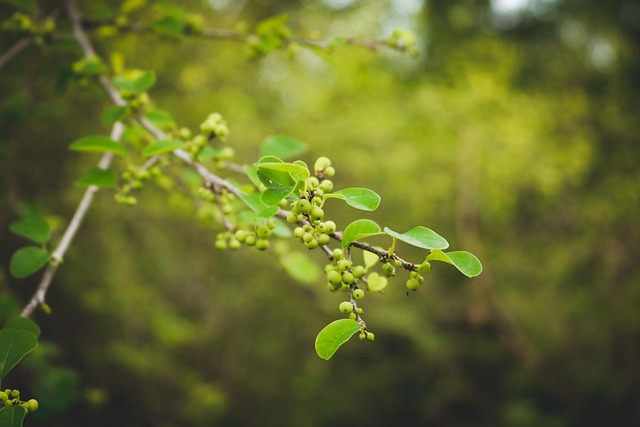 Free Green Leaves Berries photo and picture