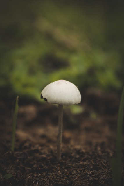 Free Mushroom Wild Mushroom photo and picture