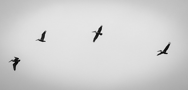 Free Pelicans Birds photo and picture