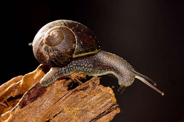 Hlemýžď, Zvíře, Měkkýš, Gastropod