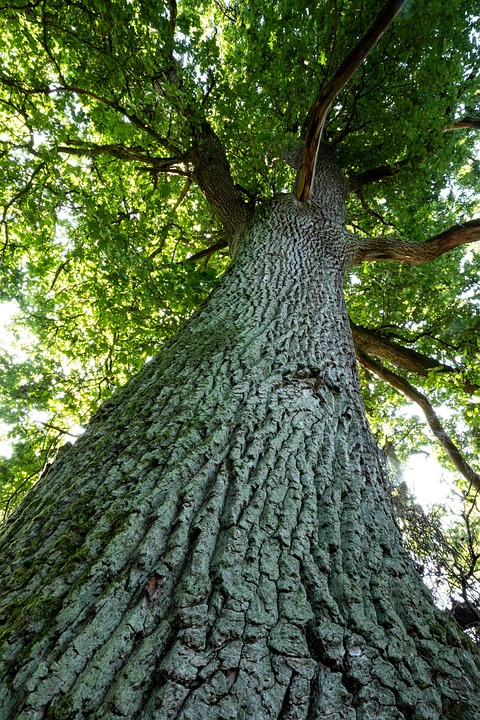Oak Tree Bark - Free photo on Pixabay