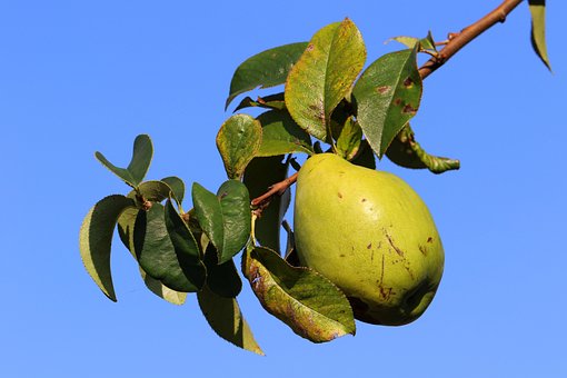 Kweepeer, Kweepeer Boom, Fruit, Herfst