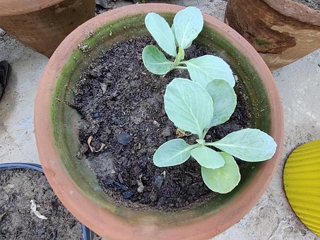 Pflanze, Boden, Blatt, Blätter