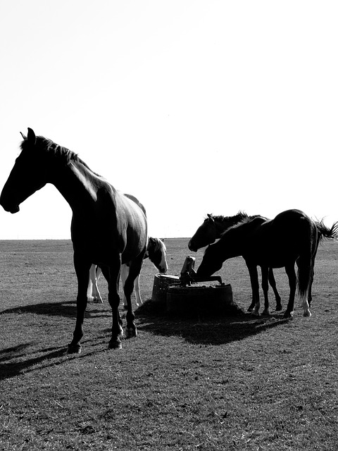 Caballo, Caballos, Campo, Naturaleza