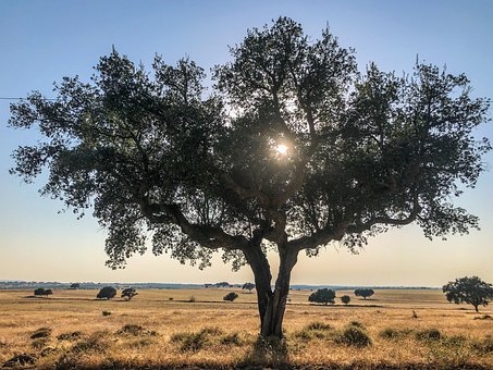 Tre, Feltet, Alentejo, Landskap, Natur