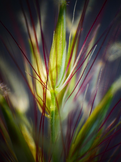 Free Grass Plants photo and picture