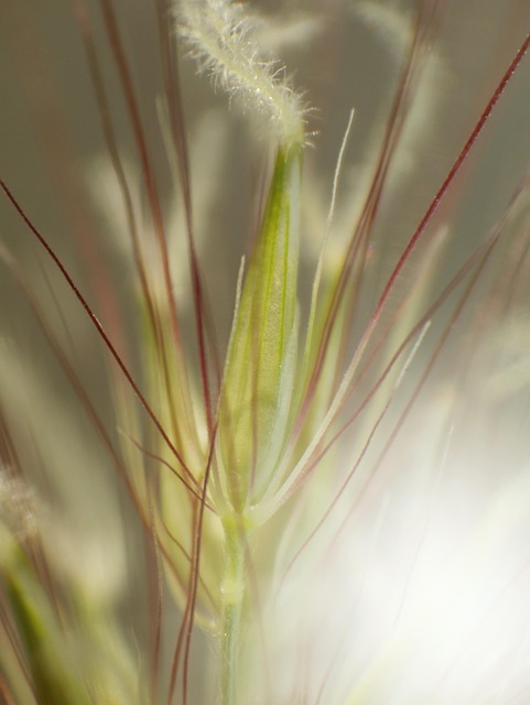 Free Grass Detail Grass Blades photo and picture