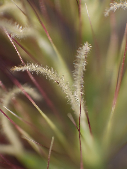 Grass Shot On Panasonic Lumix G7