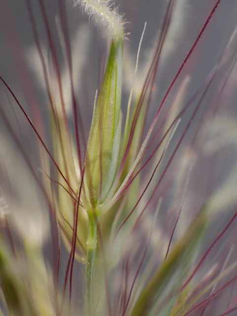 Free Macro Grass Detail photo and picture