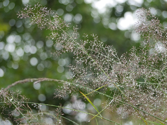 Free Nature Grass photo and picture