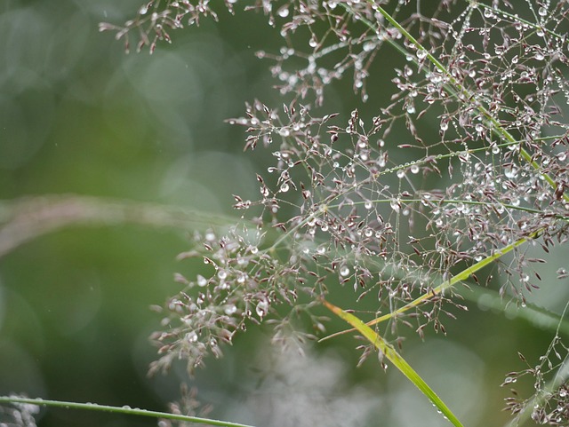 Free Nature Grass photo and picture