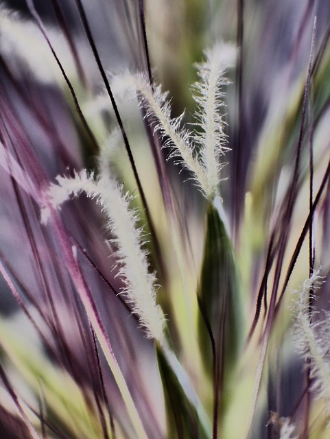 Free Grass Detail Grass Blades photo and picture