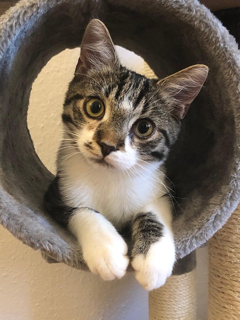 Katze, Kater, Kitten, Haustier