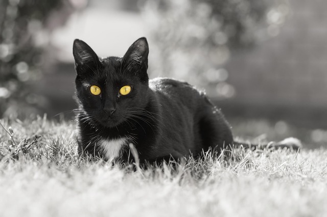 Gato, Felino, Bicho De Estimação