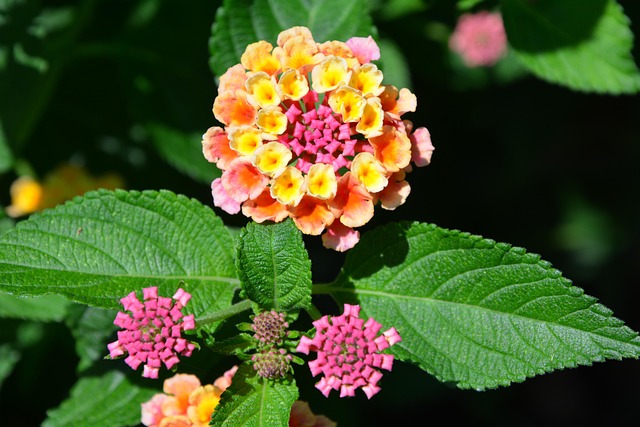 Lantana, Kvety, Závod, Kvet, Rozkvitnúť