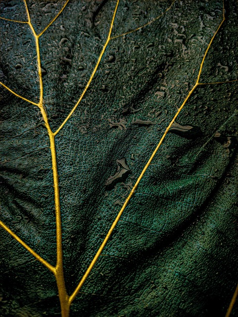 Download free HD stock image of Leaf Foliage Free Leaf Foliage photo and picture