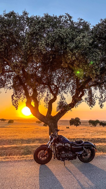 Motorsykkel, Solnedgang, Tre