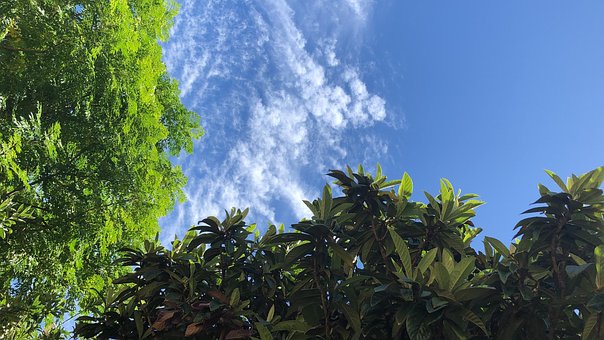 Himmel, Tre, Natur, Skyer, Trær, Sommer