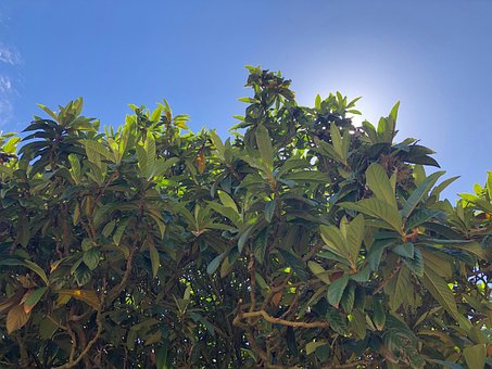 Himmel, Tre, Natur, Skyer, Sommer, Sol